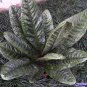 Wonderful Superbum Birds Nest Anthuriumv Garden Plant