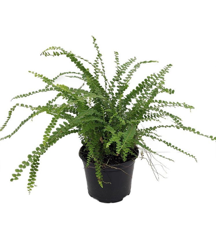 Wonderful Nephrolepis Lemon Button Fern Garden Plant