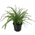 Wonderful Nephrolepis Lemon Button Fern Garden Plant