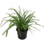 Wonderful Nephrolepis Lemon Button Fern Garden Plant