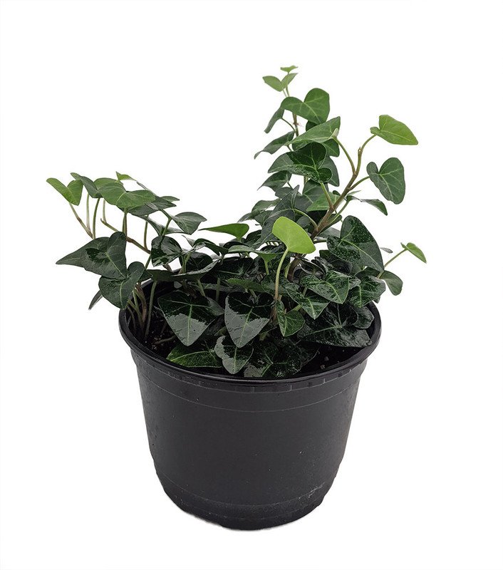 Wonderful Hedera Sweetheart English Ivy Garden Plant