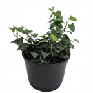 Wonderful Hedera Sweetheart English Ivy Garden Plant