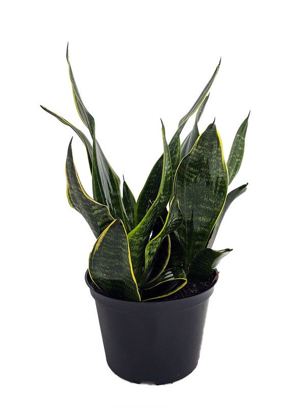 Wonderful Sanseveria Black Moon Snake Exotic Garden Plant