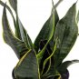 Wonderful Sanseveria Black Moon Snake Exotic Garden Plant