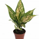 Wonderful Aglaonema Etta Rose Chinese Evergreen Garden Plant