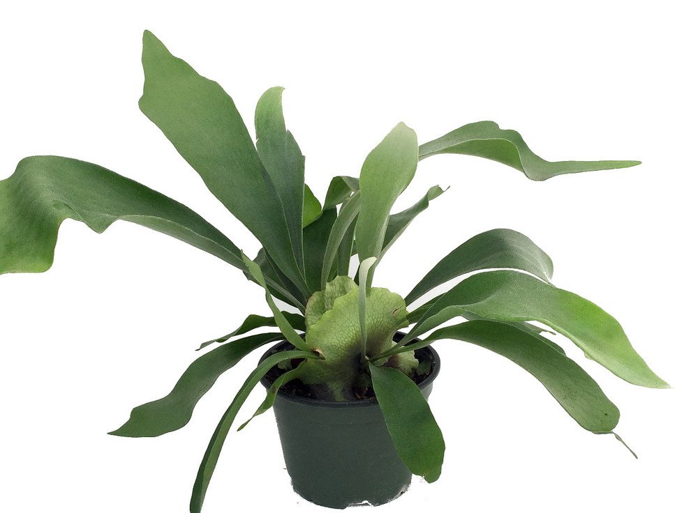 Wonderful Platycerium biforcatum Staghorn Fern Exotic Garden Plant
