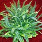 Wonderful Nephrolepis obliterata Medusa Fern Garden Plant