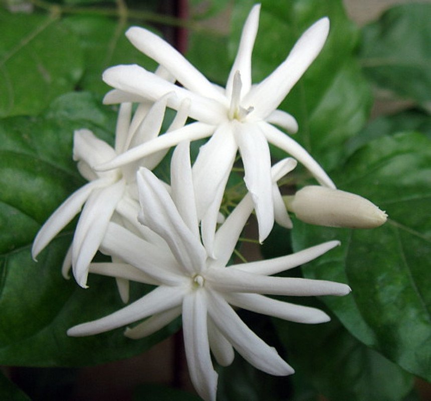 Wonderful Sambac Belle of India Arabian Tea Jasmine Beautiful Garden Plant