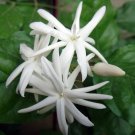 Wonderful Sambac Belle of India Arabian Tea Jasmine Beautiful Garden Plant