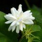 Wonderful Sambac Belle of India Arabian Tea Jasmine Beautiful Garden Plant