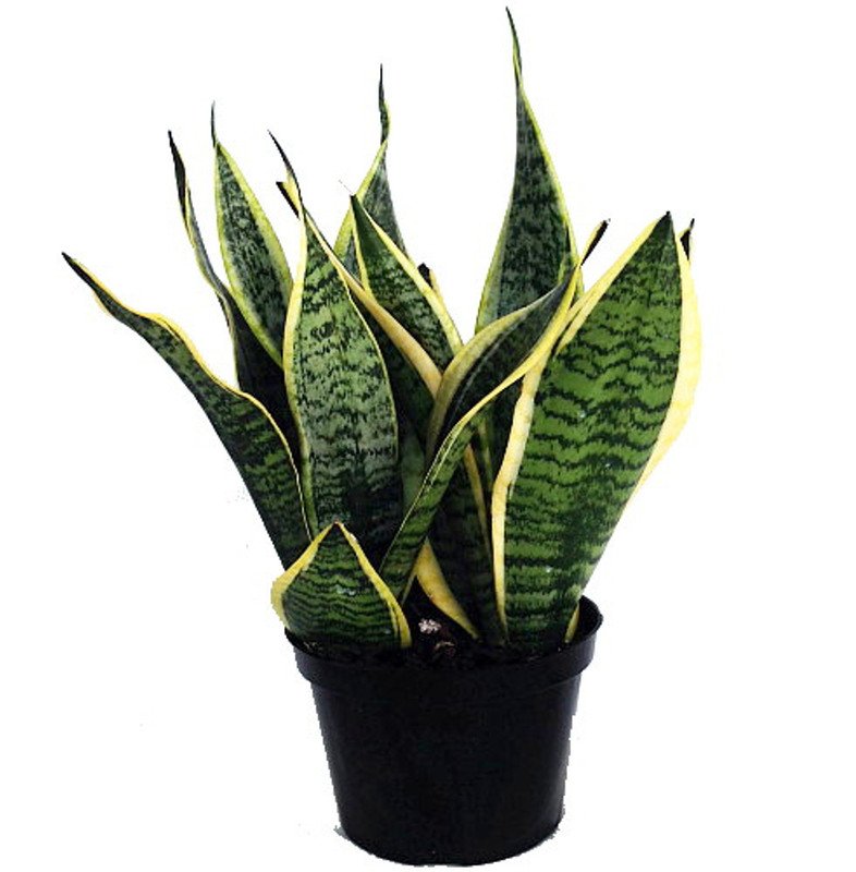 Wonderful Sanseveria Futura Snake Mother In Laws Tongue Exotic Garden Plant