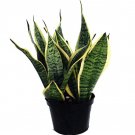 Wonderful Sanseveria Futura Snake Mother In Laws Tongue Exotic Garden Plant