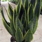 Wonderful Sanseveria Futura Snake Mother In Laws Tongue Exotic Garden Plant