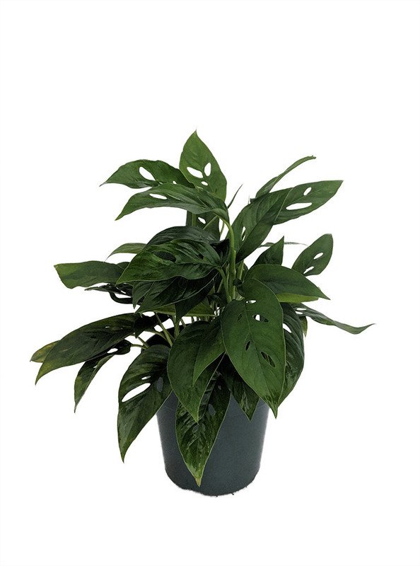 Wonderful Monstera adansonii Swiss Cheese Garden Plant
