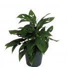 Wonderful Monstera adansonii Swiss Cheese Garden Plant