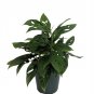 Wonderful Monstera adansonii Swiss Cheese Garden Plant