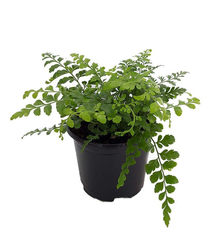 Wonderful Asplenium dimorphum Austral Gem Fern Garden Plant