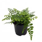 Wonderful Asplenium dimorphum Austral Gem Fern Garden Plant