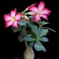 Wonderful Adenium obesum Desert Rose Beautiful Garden Plant