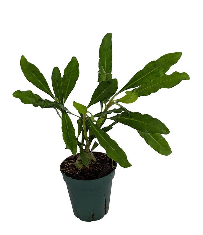 Wonderful Hydnophytum moseleyanum Selebicum Ant Farm Garden Plant