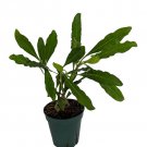 Wonderful Hydnophytum moseleyanum Selebicum Ant Farm Garden Plant