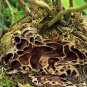 Wonderful Hydnophytum moseleyanum Selebicum Ant Farm Garden Plant