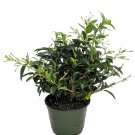 Wonderful Cestrum nocturnum Night Blooming Jasmine Beautiful Garden Plant