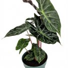 Wonderful Alocasia Morocco African Mask Garden Plant
