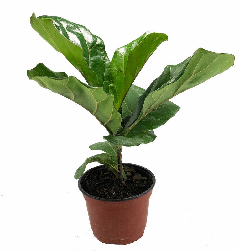Wonderful Ficus Fiddleleaf Fig Tree Garden Plant