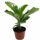 Wonderful Ficus Fiddleleaf Fig Tree Garden Plant