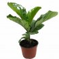 Wonderful Ficus Fiddleleaf Fig Tree Garden Plant