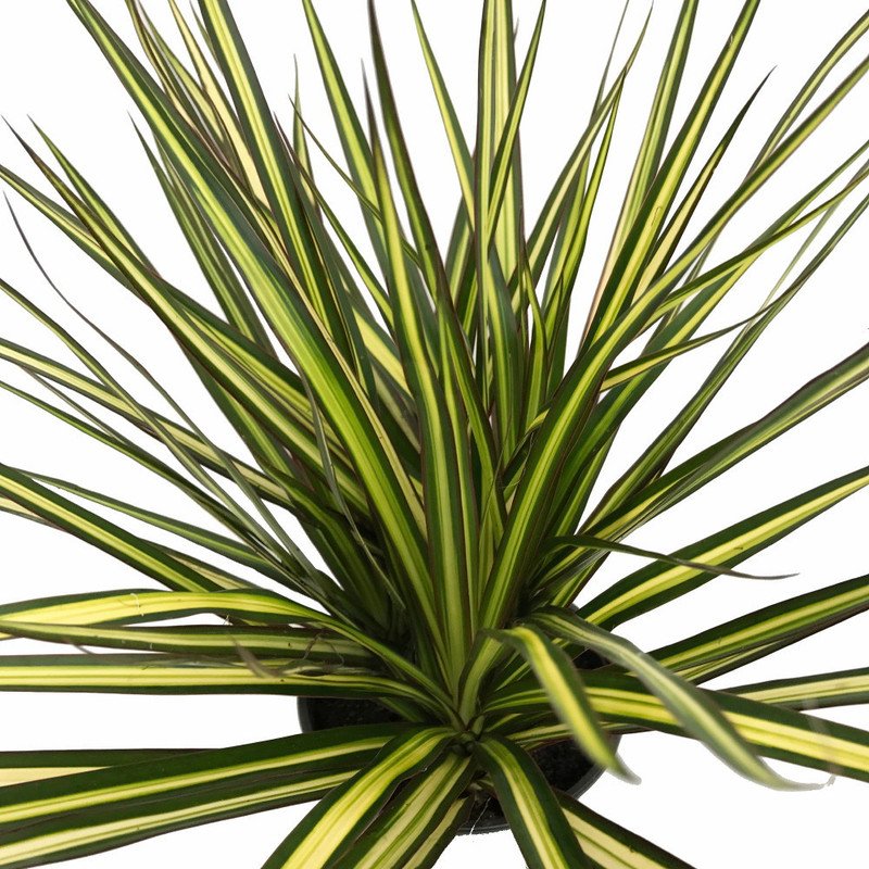 Wonderful Dracaena marginata Kiwi Dragon Tree Garden Plant