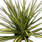 Wonderful Dracaena marginata Kiwi Dragon Tree Garden Plant