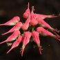 Wonderful Pedilanthus Red Bird Cactus Devils Backbone Exotic Garden Plant