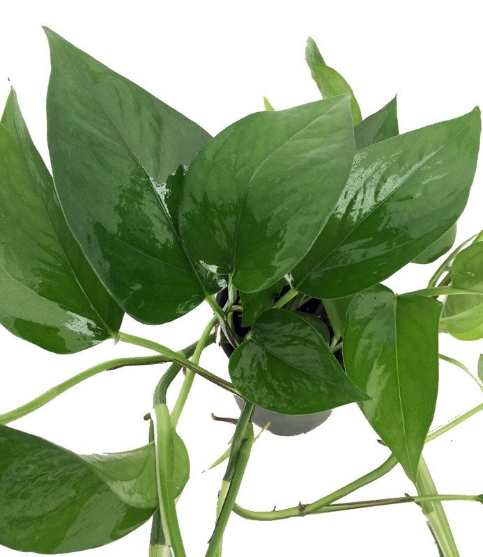 Wonderful Pothos Epipremnum Jade Devils Ivy Garden Plant