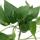 Wonderful Pothos Epipremnum Jade Devils Ivy Garden Plant