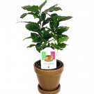 Wonderful Arabica Coffee Bean Garden Plant