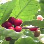 Wonderful Arabica Coffee Bean Garden Plant