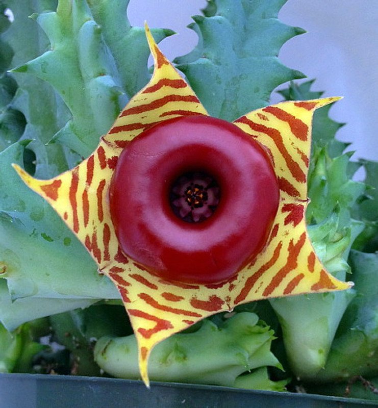 Wonderful Huernia zebrina Lifesaver Cactus Exotic Garden Plant