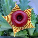 Wonderful Huernia zebrina Lifesaver Cactus Exotic Garden Plant