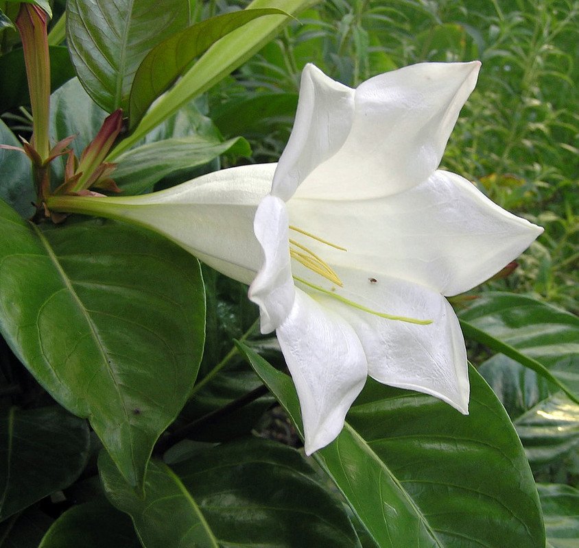 Wonderful Portlandia grandiflora Beautiful Garden Plant