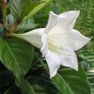 Wonderful Portlandia grandiflora Beautiful Garden Plant