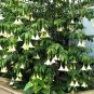 Wonderful Portlandia grandiflora Beautiful Garden Plant