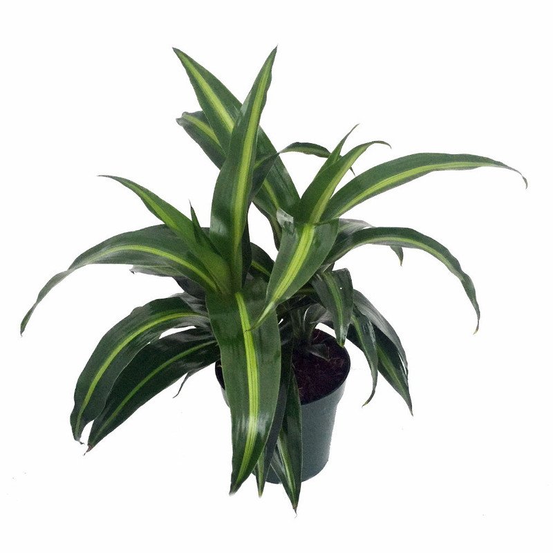 Wonderful Dracaena Hawaiian Sunshine Dragon Tree Garden Plant