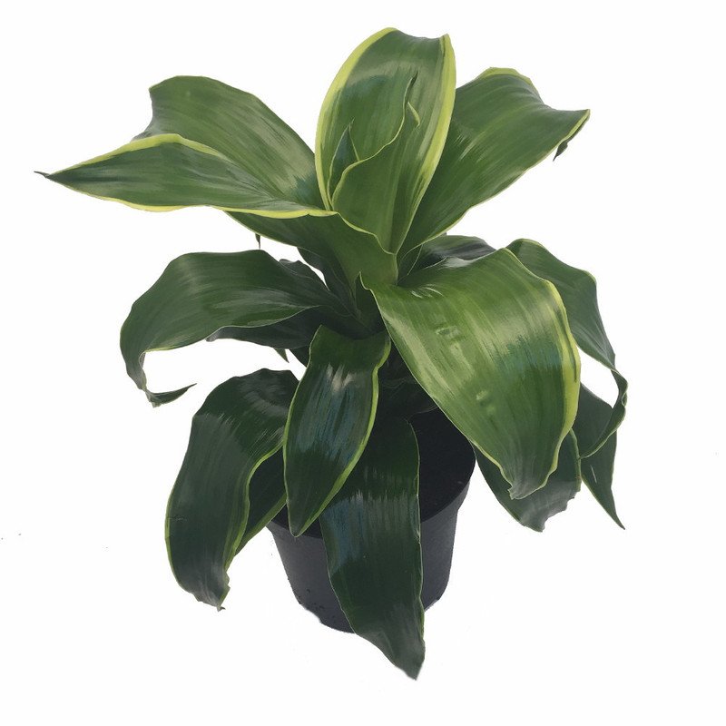 Wonderful Pleomele Dracaena Dorado Dragon Tree Garden Plant