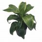 Wonderful Pleomele Dracaena Dorado Dragon Tree Garden Plant