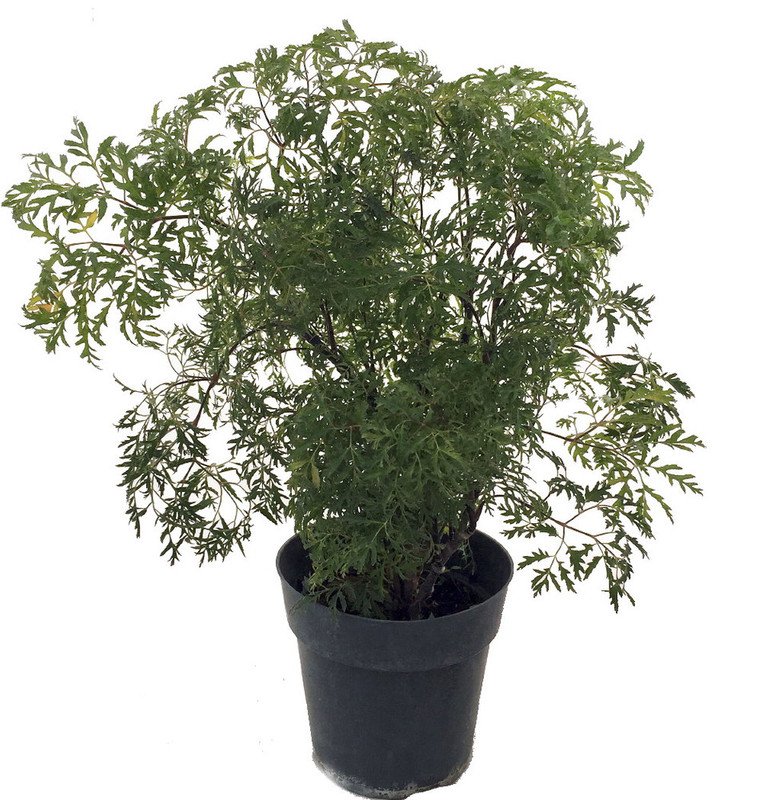 Wonderful Polyscias fruticosa Japanese Ming Tree Garden Plant
