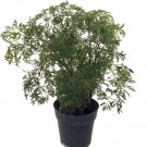 Wonderful Polyscias fruticosa Japanese Ming Tree Garden Plant
