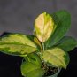 Wonderful Hoya australis Lisa Garden Plant