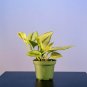 Wonderful Scindapsus treubii Moonlight Garden Plant